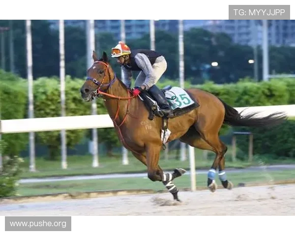掌握澳门赛马会赛事最新动态，第一时间获取赛事资讯与赛马精彩瞬间